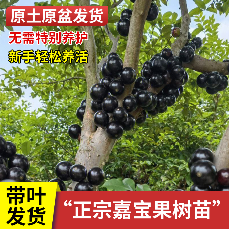 一物一拍基地直发嘉宝果树苗一年四季均可盆栽地栽-接受断枝掉果