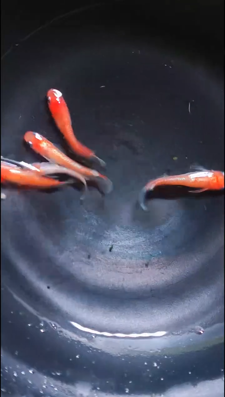 青鳉鱼观背青鳉037