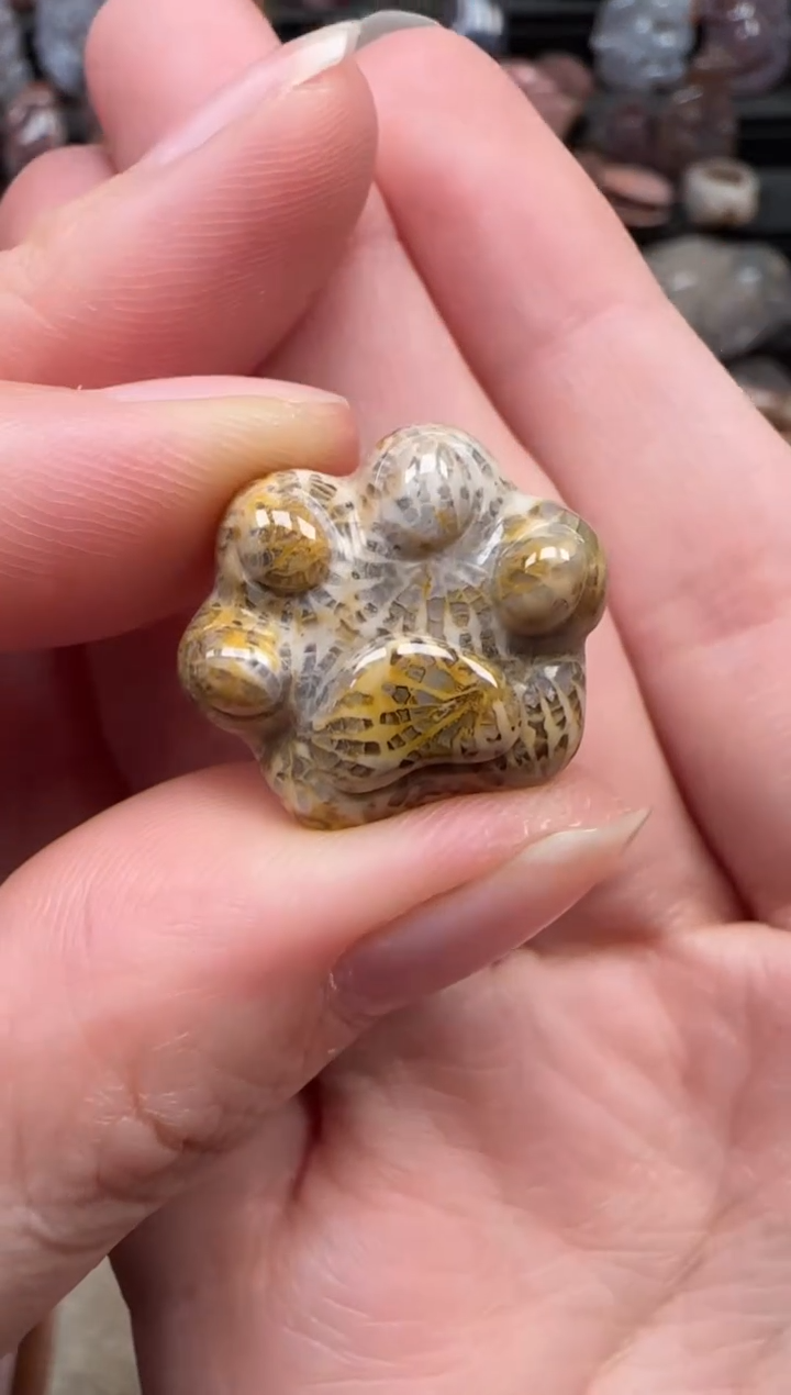 颈饰未镶嵌硅化珊瑚（珊瑚玉）544