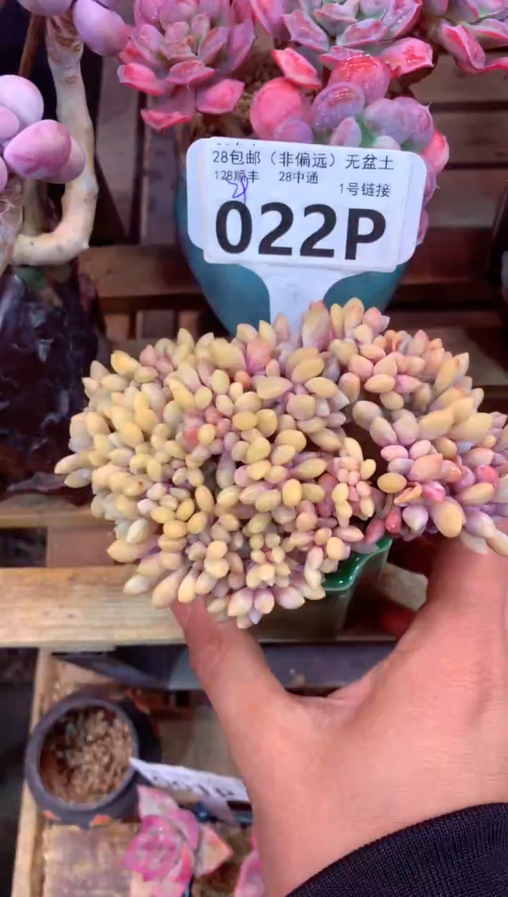 022P（一物一拍，精品多肉，所见即所得 ）