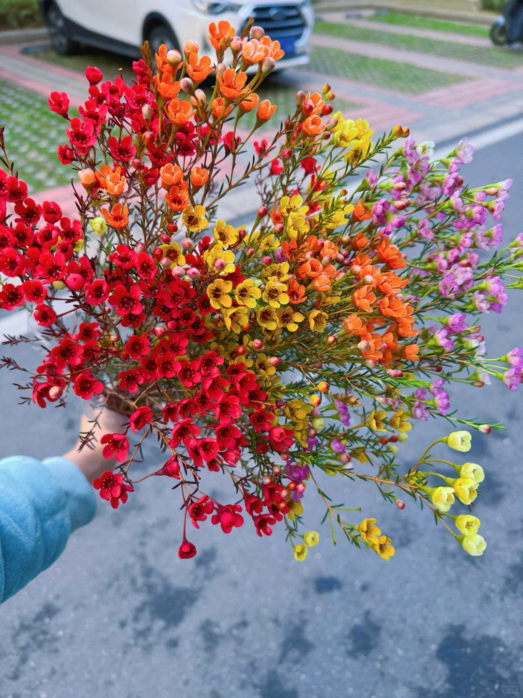 x【腊梅花】鲜花雪姐 一单顺丰/德邦10花苞 两单加品牌营养液5包 
