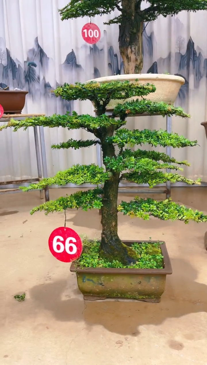 无花朵精品盆景  一物一拍