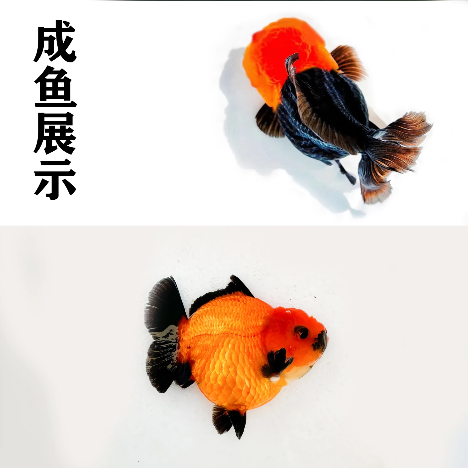 泰狮玛丽金鱼活体冷水观赏鱼好养耐活可爱萌萌的