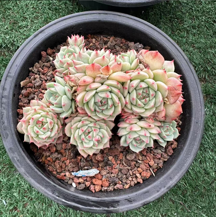 多肉植物群生蓝眼睛随机一颗