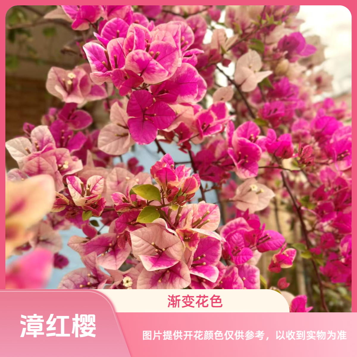 【漳红缨】原生三角梅袋苗 四季开花勤花好养 易成活新手植物