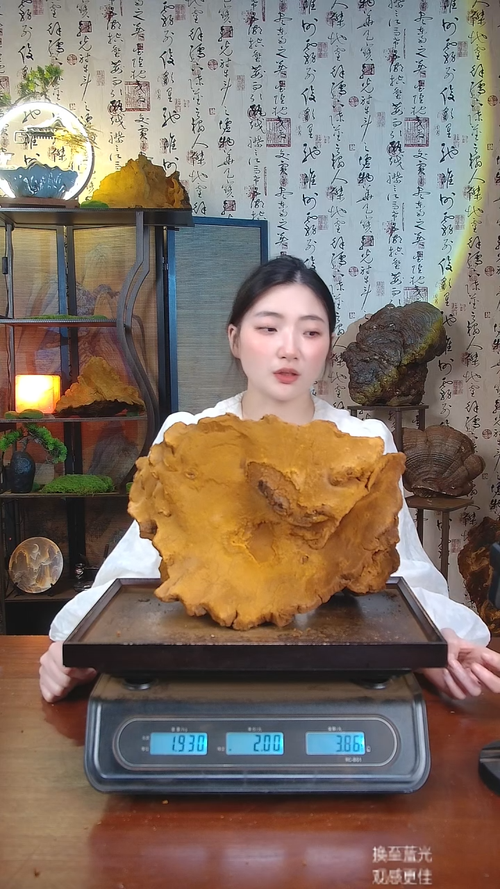 松针层孔菌中国大陆【藏区 野生】松树桑黄（3.86斤）40-50年份