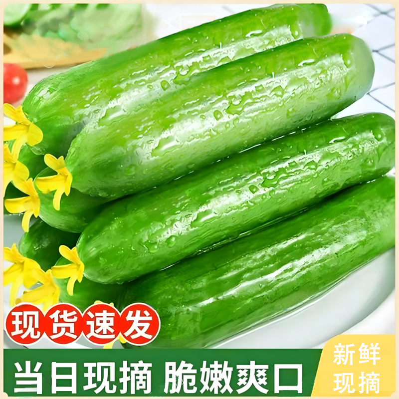 水果黄瓜新鲜生吃黄瓜当季现摘无刺小黄瓜孕妇水果蔬菜一整箱包邮
