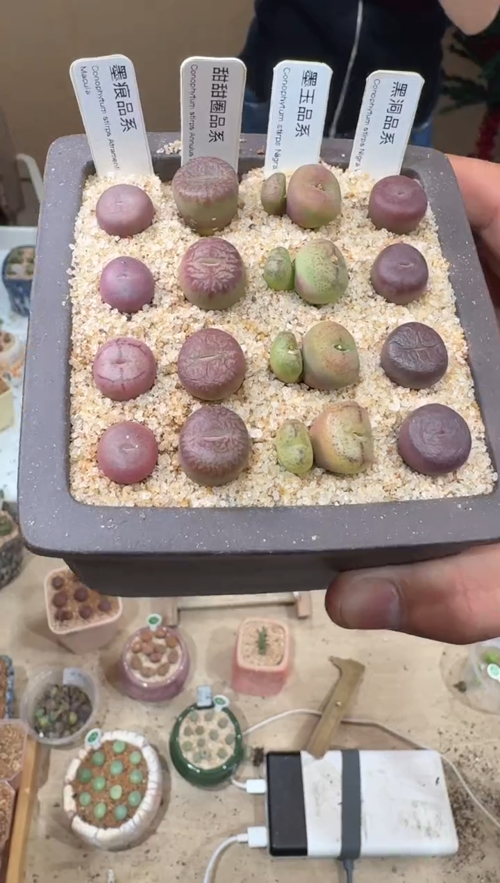 132多肉植物肉锥杂交一颗