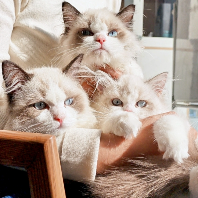 猫咪新手礼包福利（购猫拍下送新手大礼包）其余不发