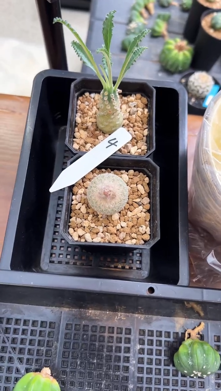 块根实生两颗编码4