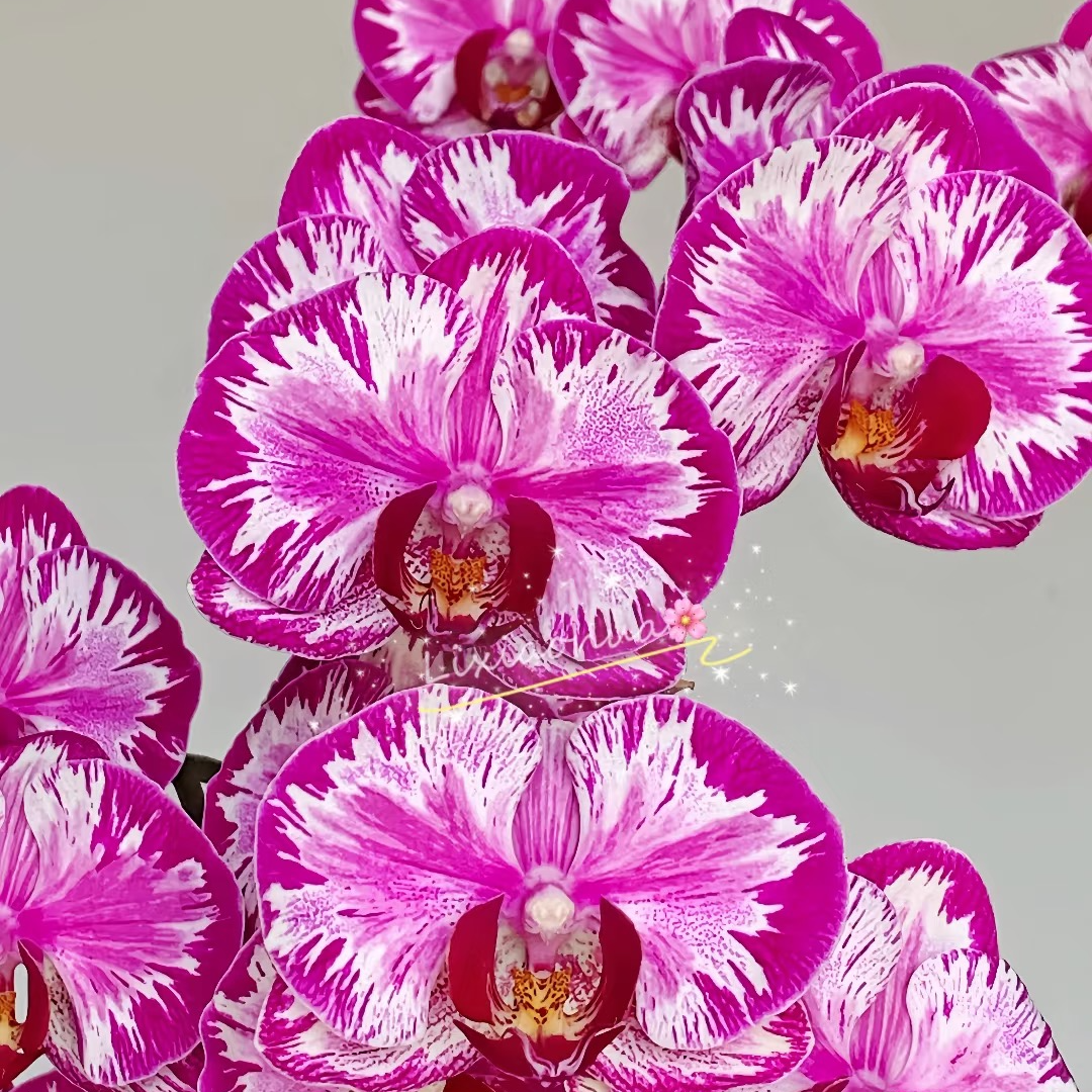 大展宏图蝴蝶兰带花剑发货好看好养