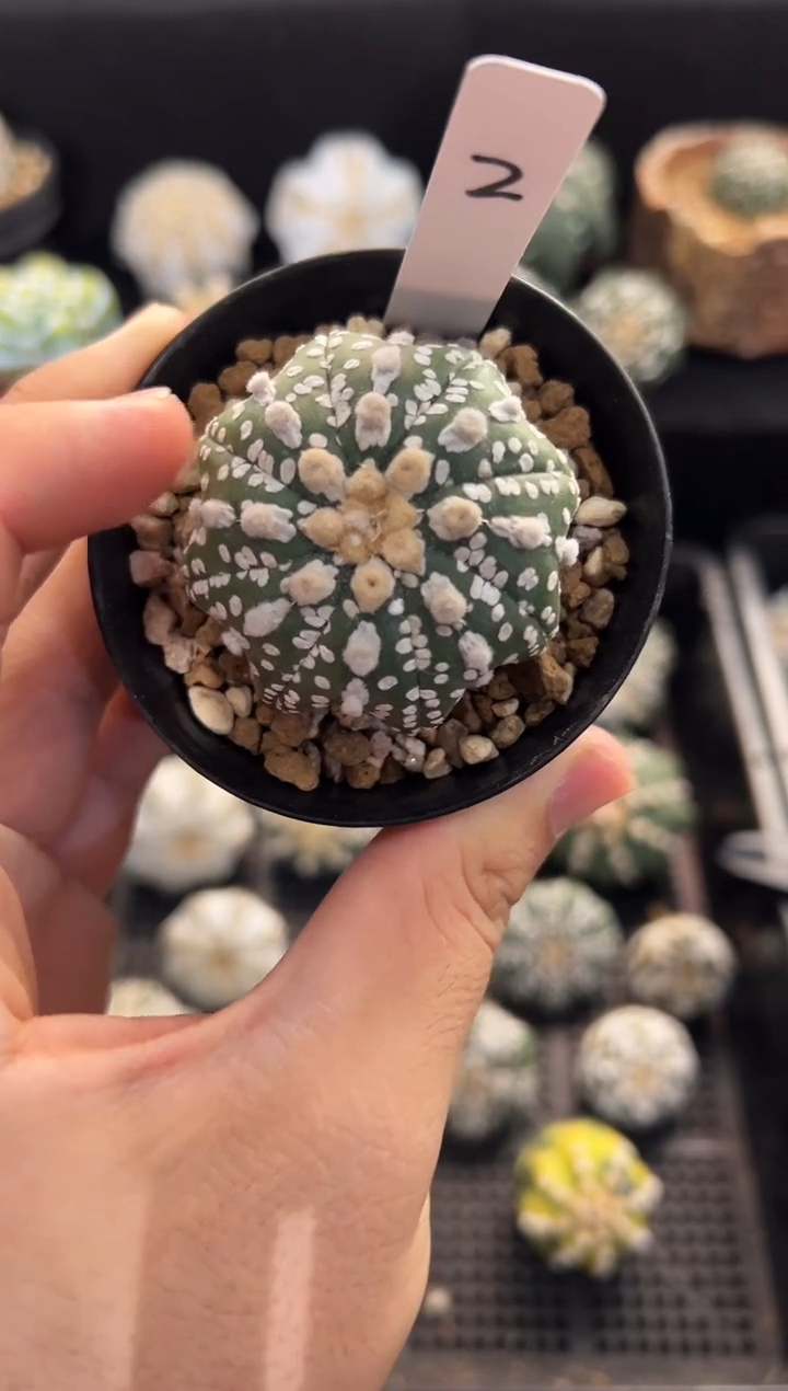 海星连油V实生编码2