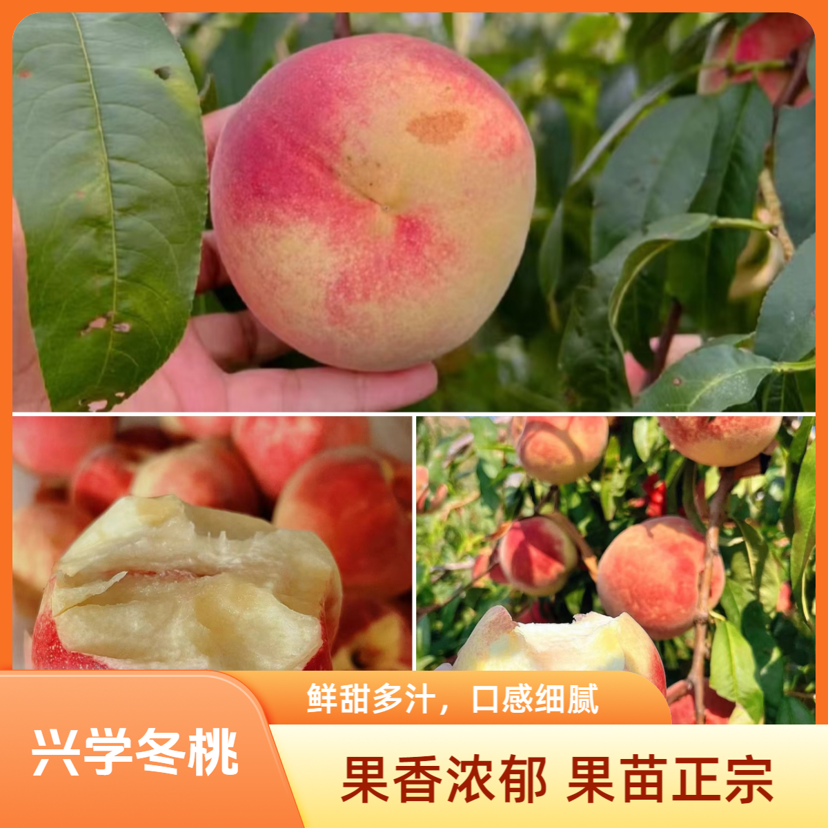 【冬桃苗】兴学冬桃苗 桃苗 新品种冬桃苗 果苗 晚熟桃苗 菓露仕