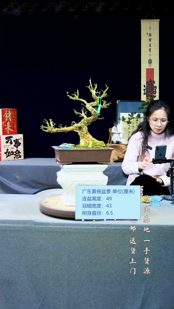 【闪购商品】黄杨盆景黄杨盆景