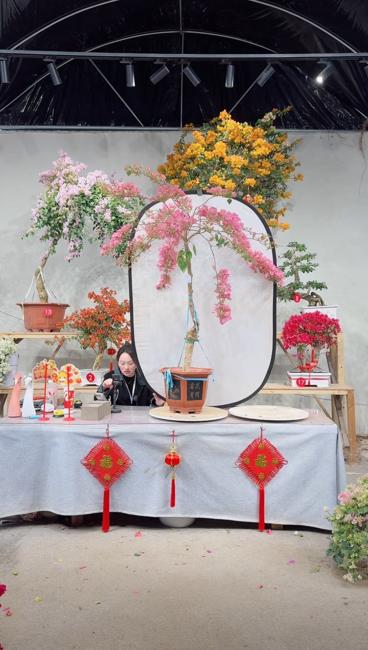 【闪购商品】盆景小斑叶丽人