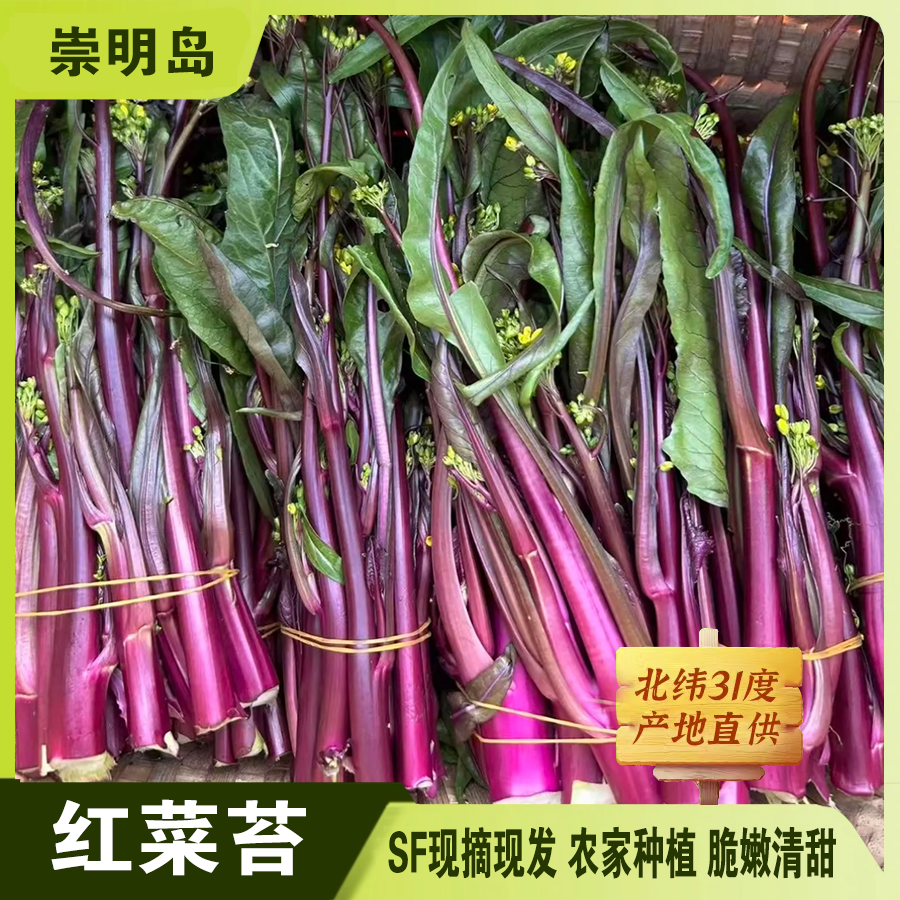 【现摘现发】生态岛 2斤红菜苔 脆嫩清甜 农家种植 冬季蔬菜 顺丰菜苔