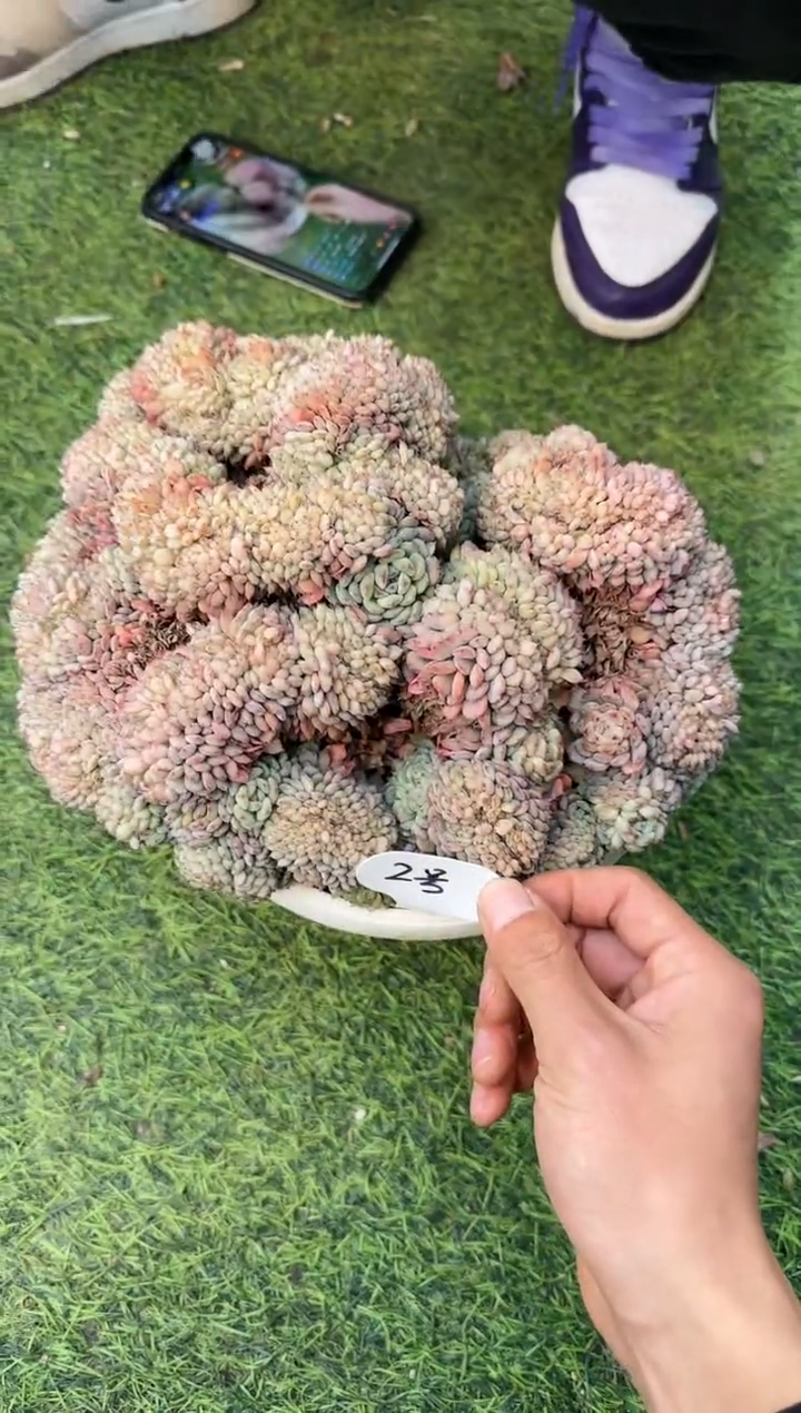 【闪购商品】（2号）母本白胖子缀化25cm脱土