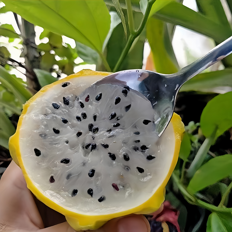 【tt特选】海南燕窝果麒麟果黄皮高端超甜白心孕妇火龙果当季水果