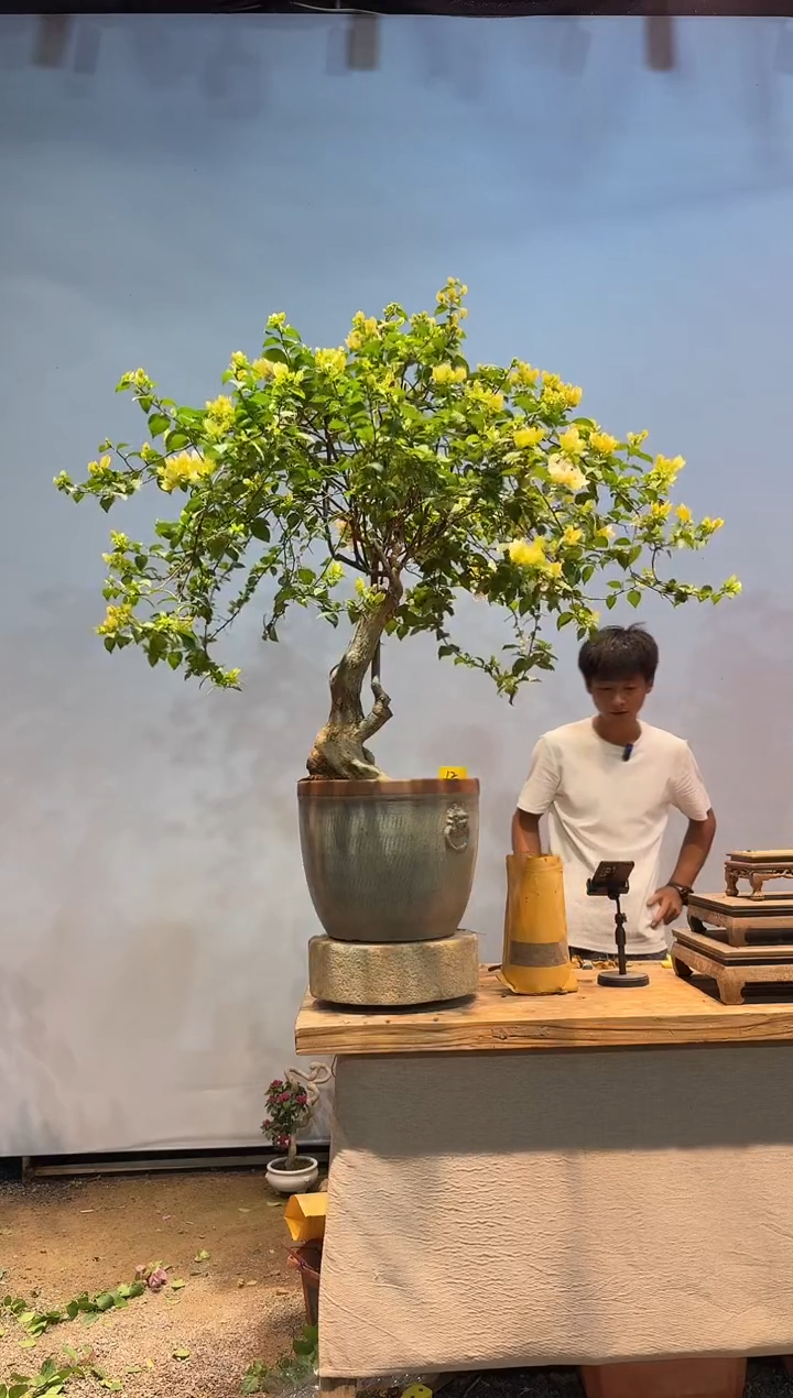 无花朵L三角梅专场一物一拍12