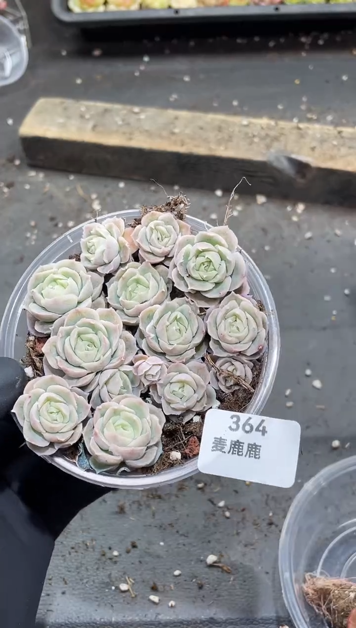 364水晶虾饺   保13头  量拍