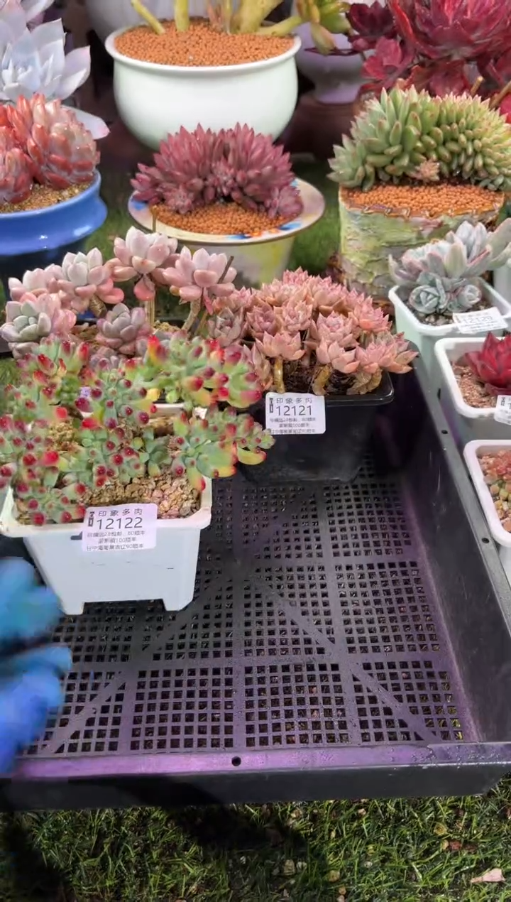 【闪购商品】12122