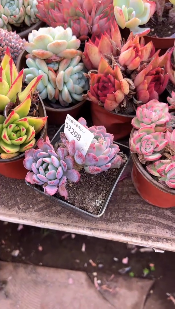 阳**烂多肉植物一物一拍03298