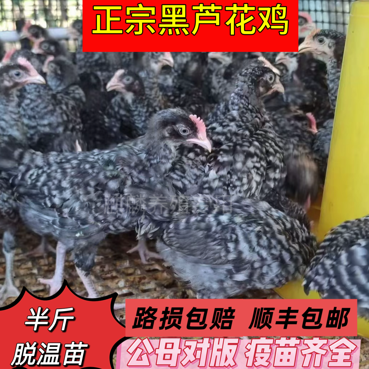 半斤左右黑芦花鸡宠物鸡3个月下蛋散养（10只公母搭配发货L）