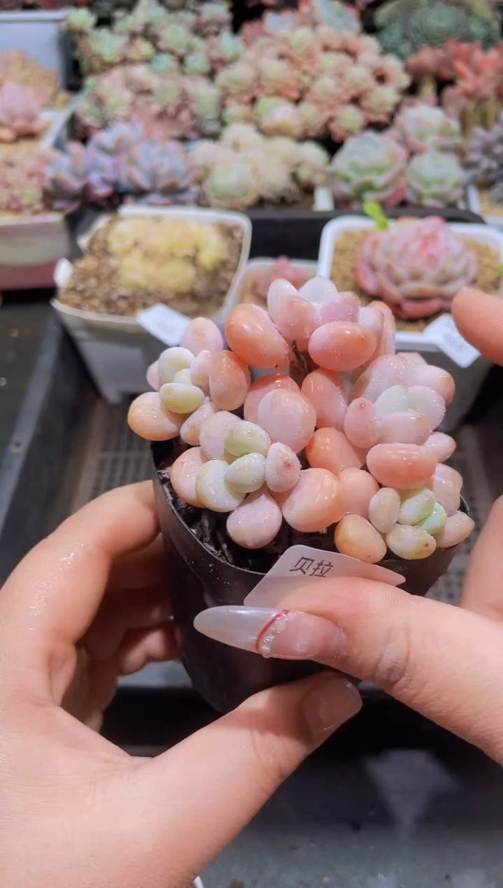 【闪购商品】466洛神