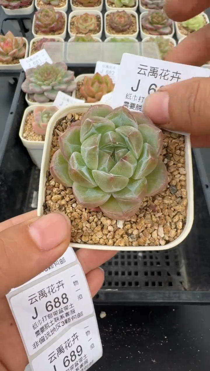 686J云禹多肉植物 带盆土纸巾打包 当天拍3颗包邮