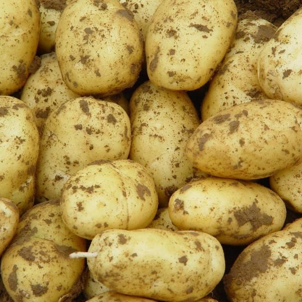 虎弟—黄心小土豆