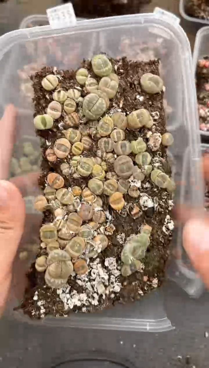 9945特价大牙切糕微瑕