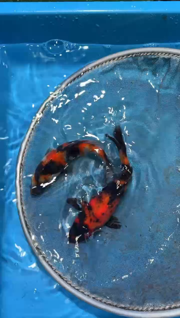 锦鲤点关注右下角竞拍链接出价