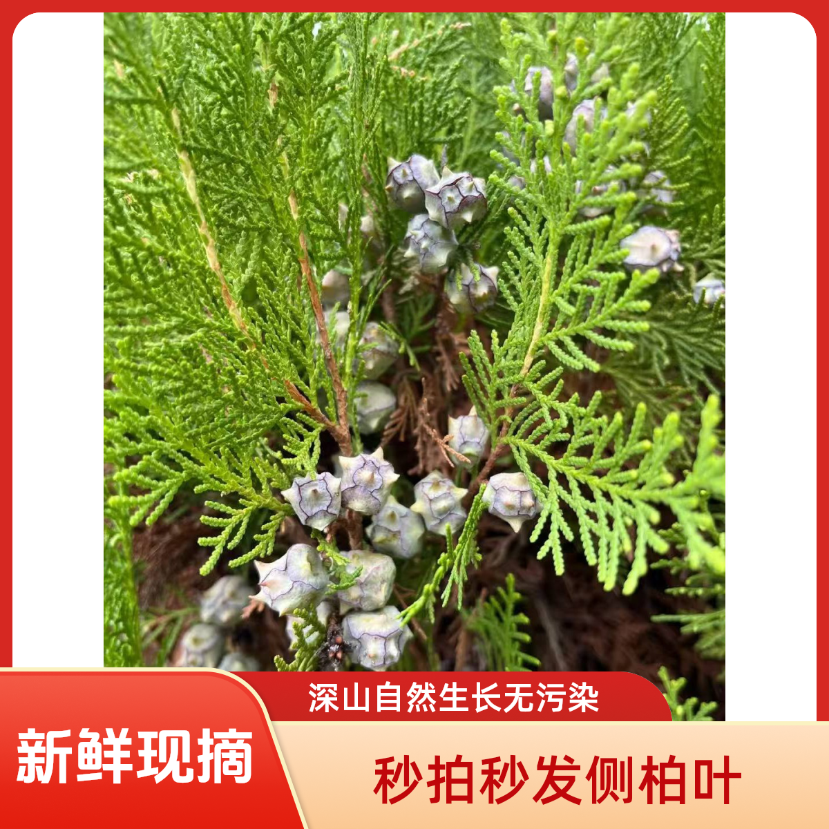 【凌晨采摘】新鲜侧柏叶大枝杆纯天然侧柏熏腊肉泡酒专用制香
