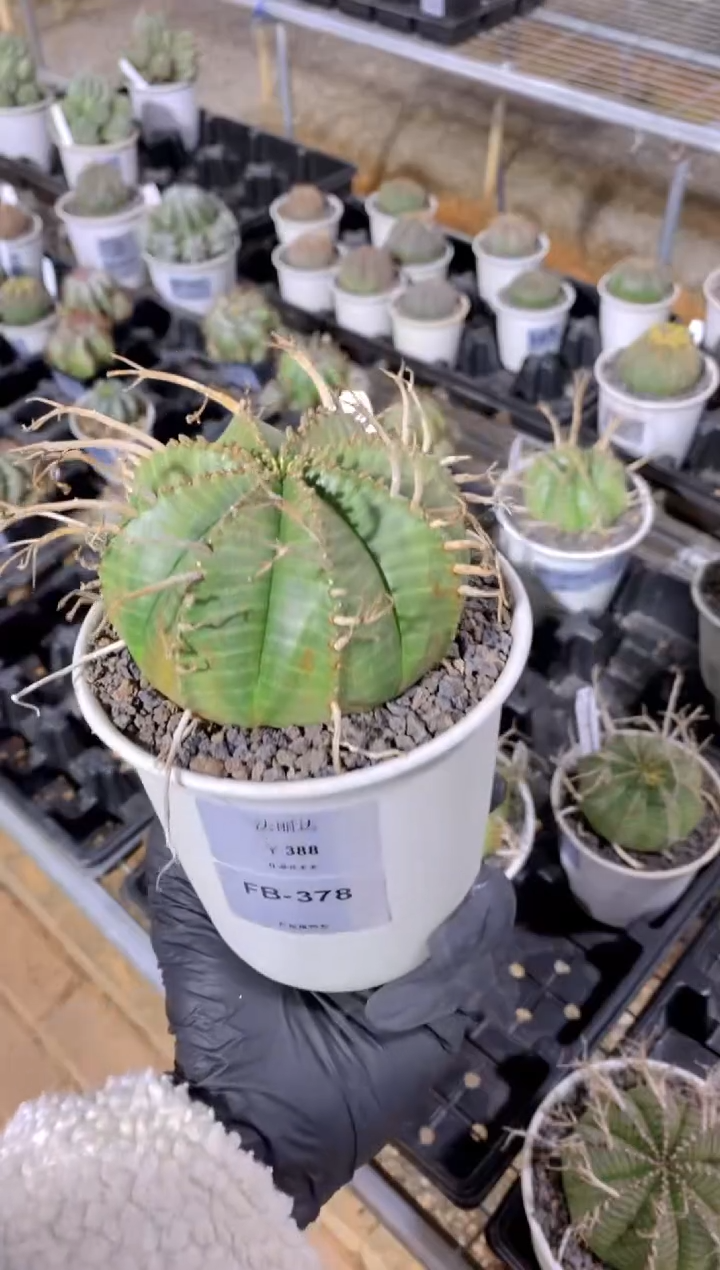 【闪购商品】法丽达FB-378