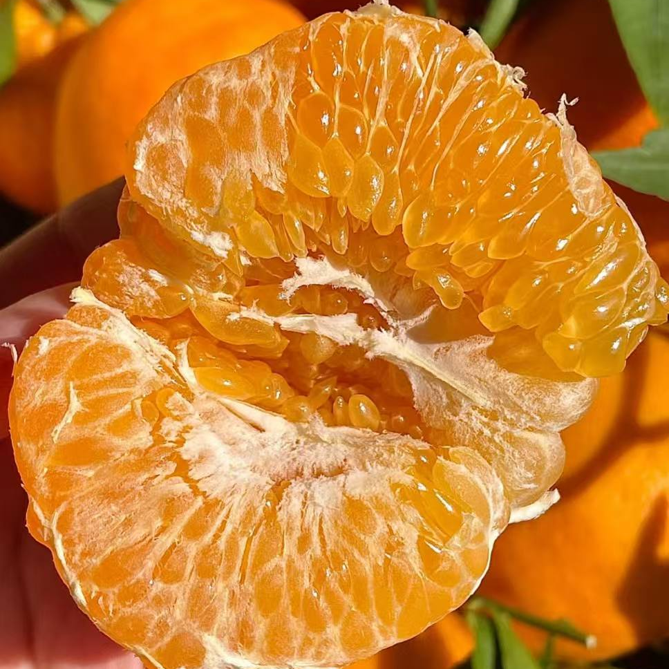 X正宗四川春见耙耙柑颗颗饱满美味水果新鲜当季现摘现发