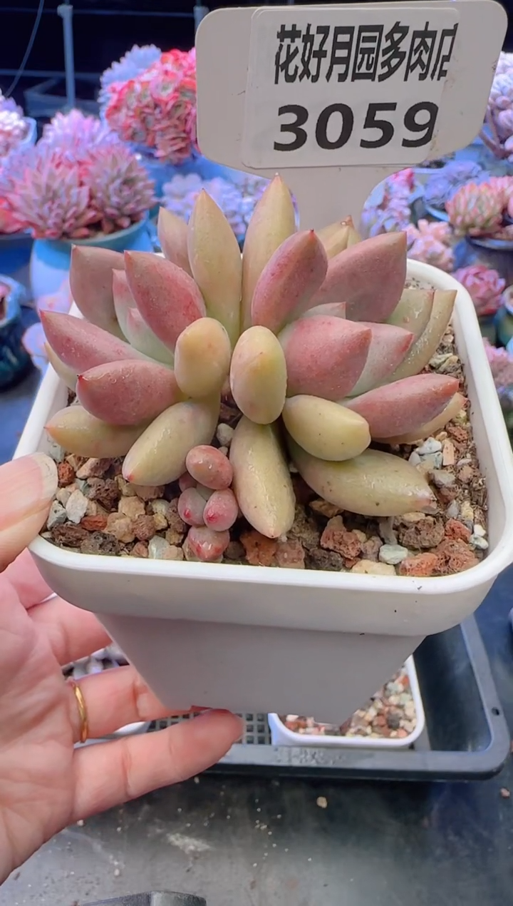 【闪购商品】3059.