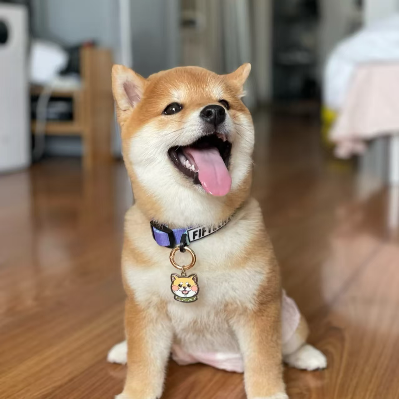 可爱柴犬崽崽活体链接