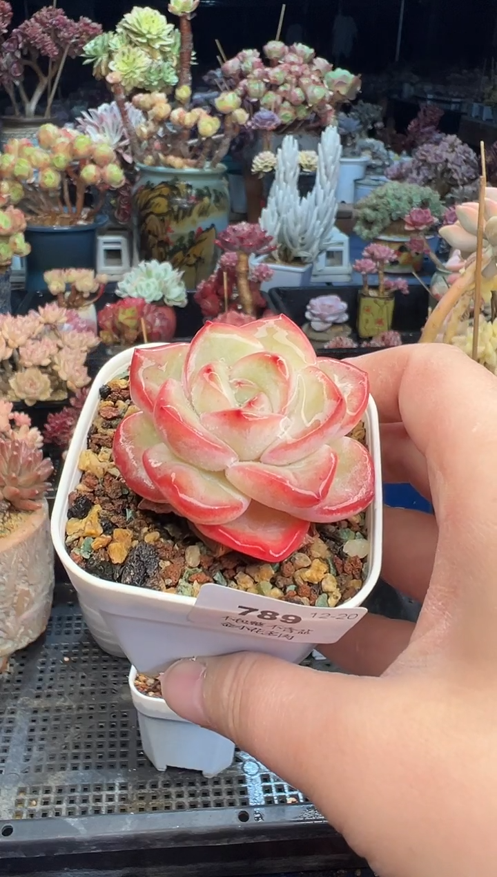 【闪购商品】789不带盆