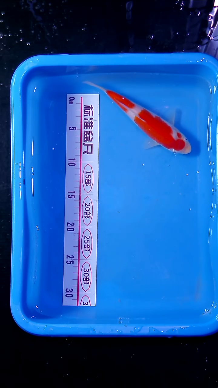 锦鲤直播间菁选 对版发货 29号