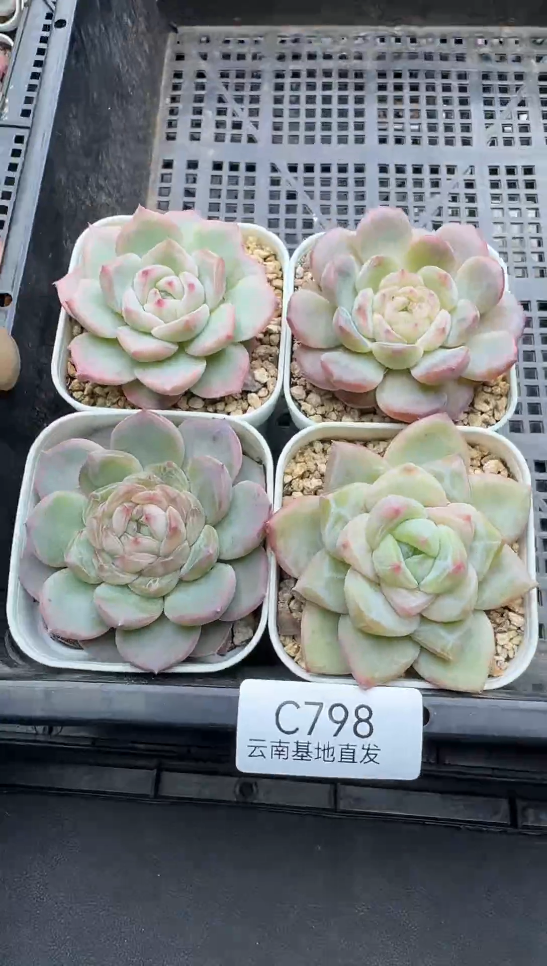 珍妮杂交多肉C798