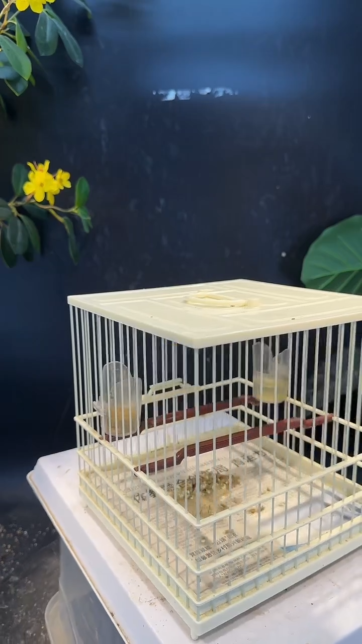 虎皮鹦鹉41号  绣眼养笼0元起拍