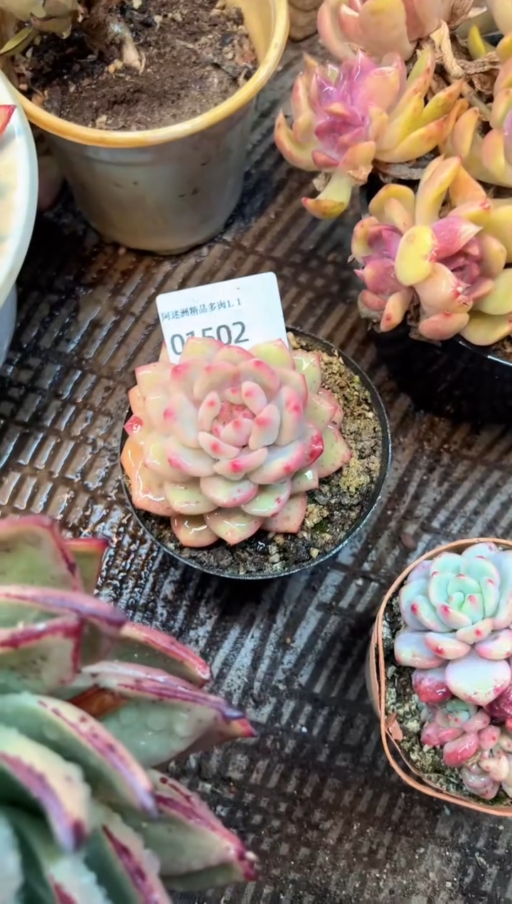 你***么多肉植物一物一拍01502