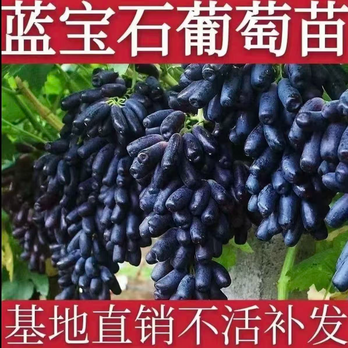 【正宗蓝宝石葡萄树苗】葡萄苗盆栽地栽阳台庭院四季种植果树苗