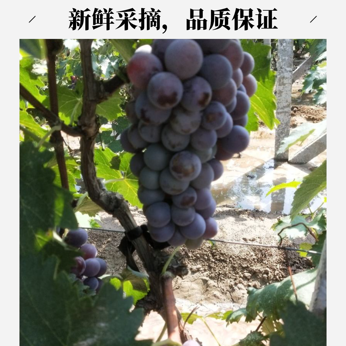 ①【配送到家】冰糖巨峰葡萄 新鲜水果清甜饱满多汁 二斤装