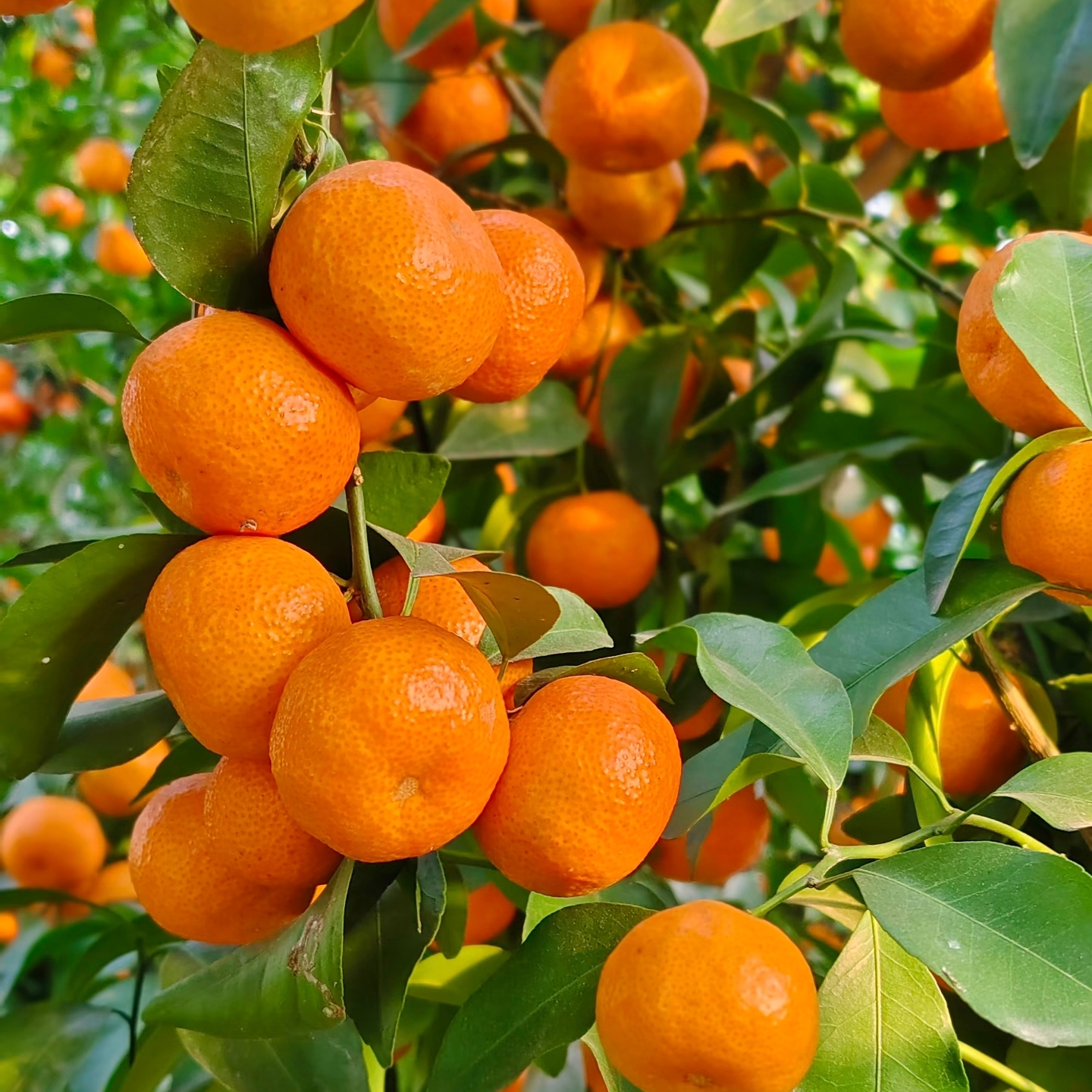【无籽砂糖橘果树苗】 早熟大果超甜品种高产 南北方室内外可种耐寒
