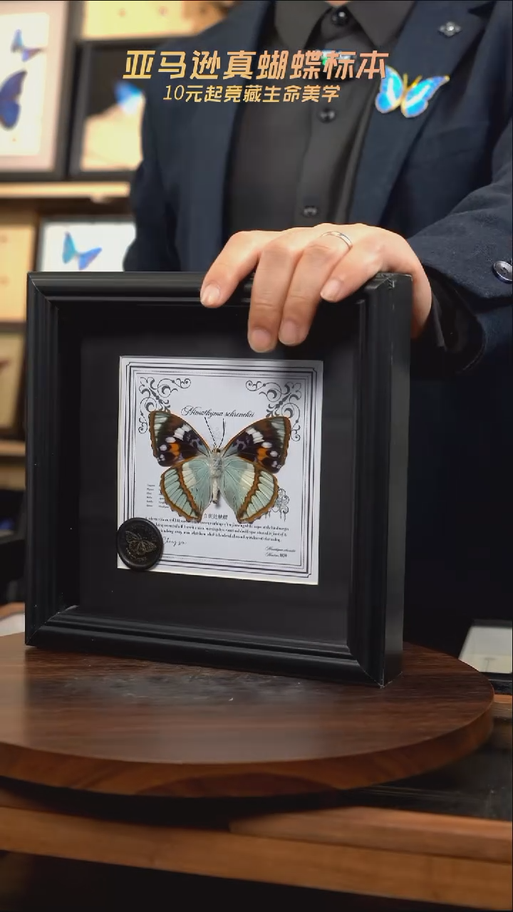 白斑迷蛱蝶反面7寸欧式方框