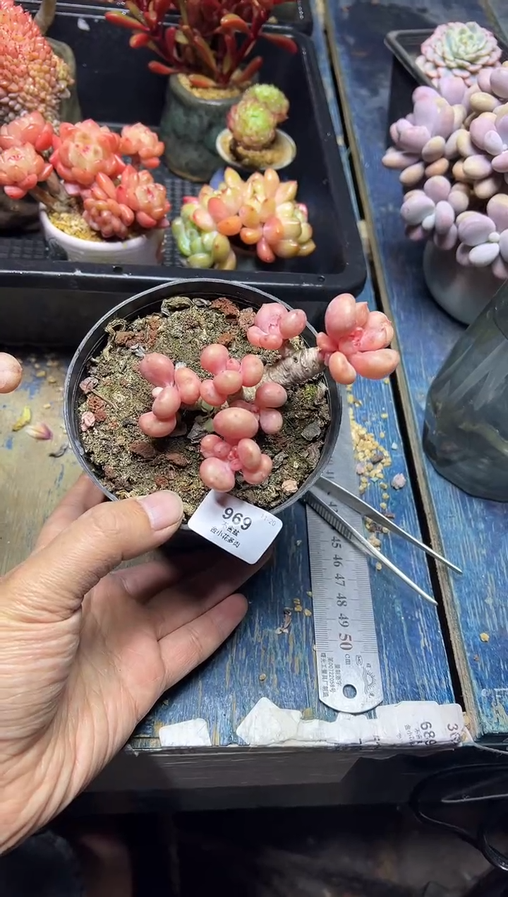 童*969               不带盆