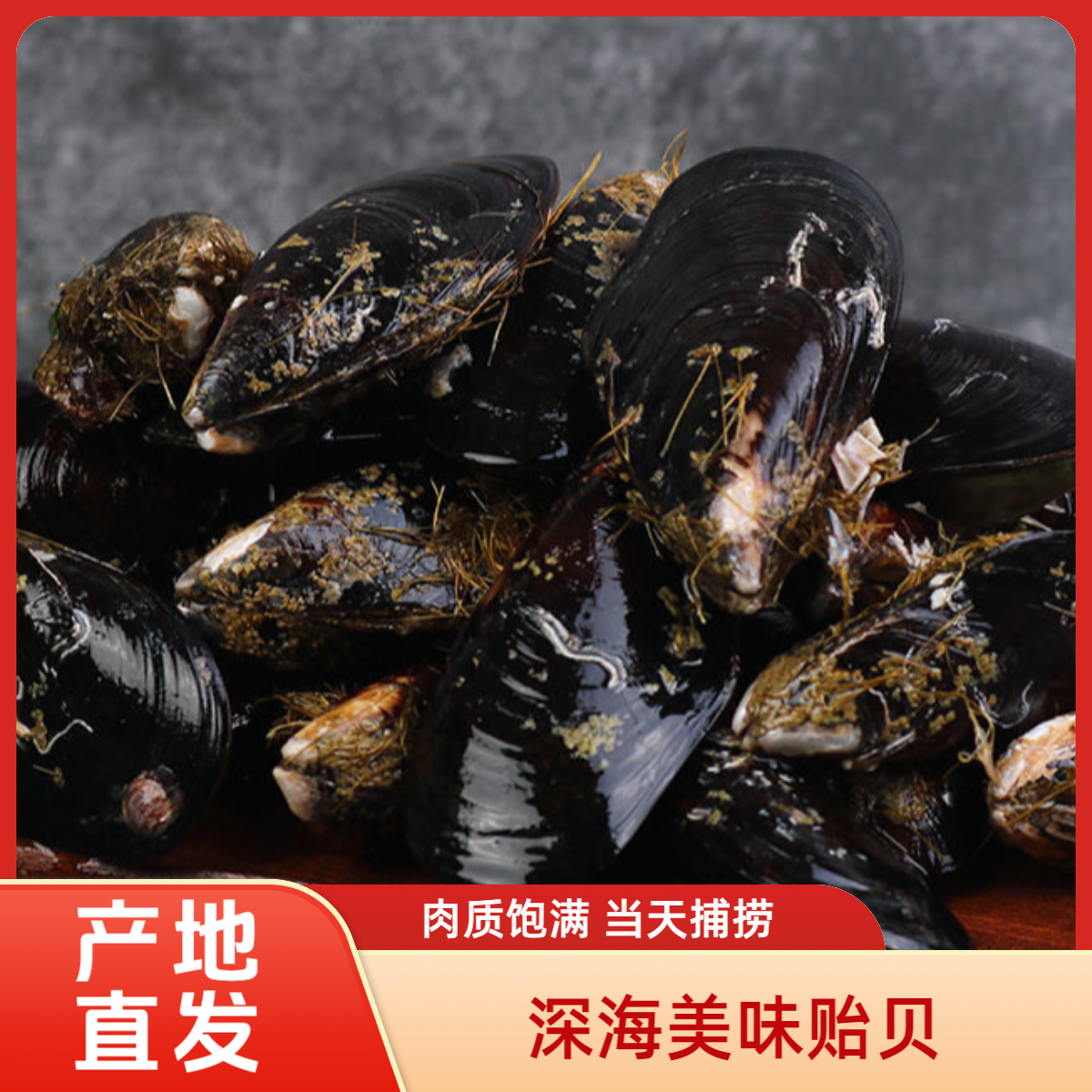 青口贝鲜活大号新鲜野生贻贝5斤装保鲜海虹青口贝保活