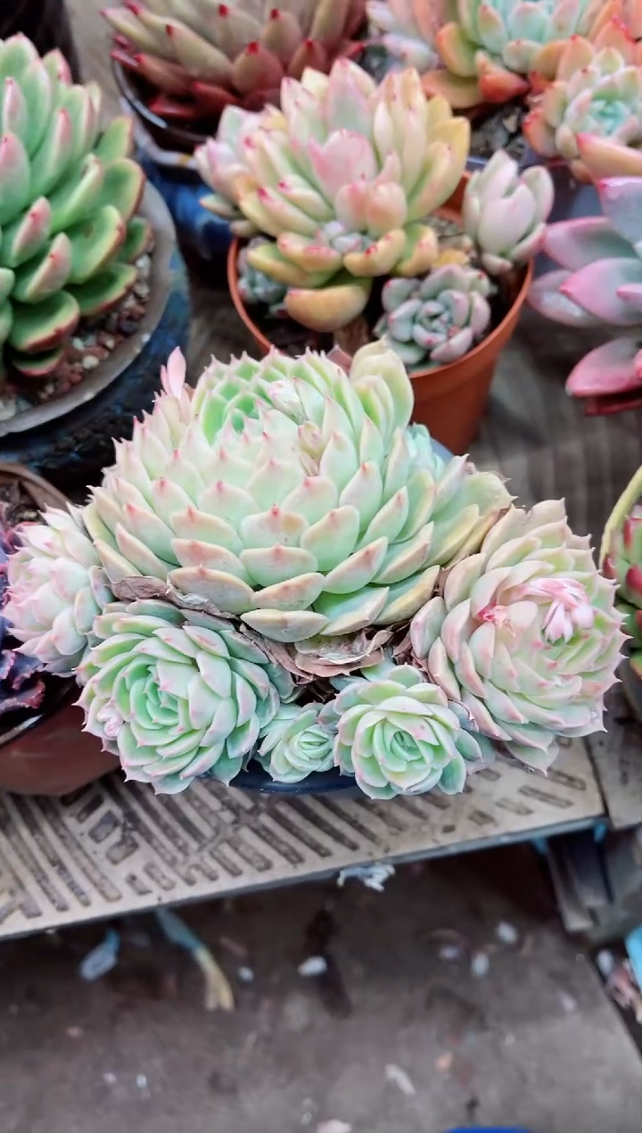 【闪购商品】07030