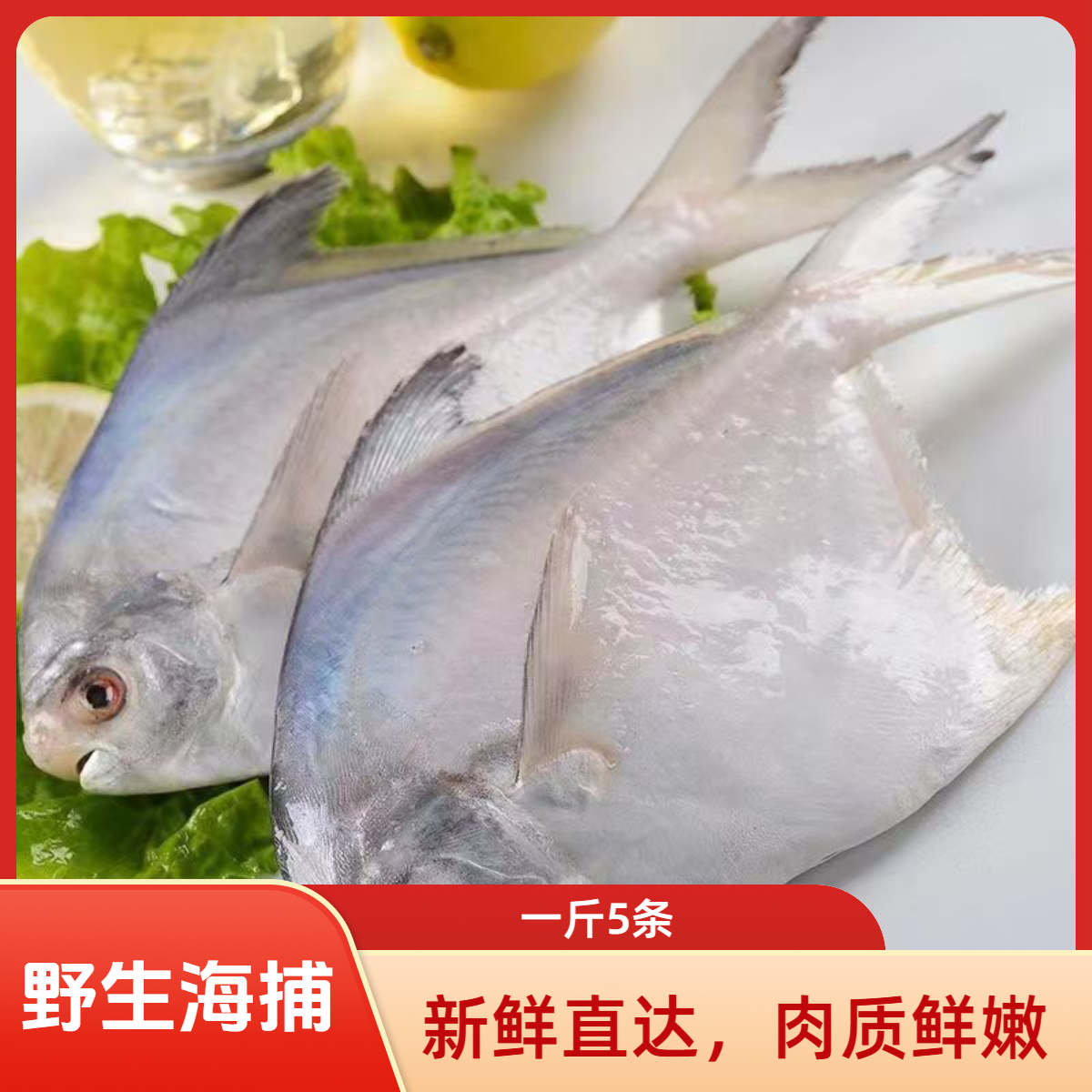【京东顺丰冷链车发货】新鲜海捕银鲳鱼 刺少肉嫩 5条/斤